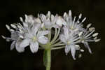 Speckled wood-lily <BR>White clintonia